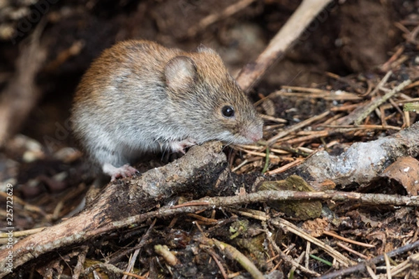 Obraz Nornica ruda (Myodes glareolus) w pobliżu otworu.