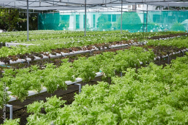 Fototapeta hydroponic vegetable farm system