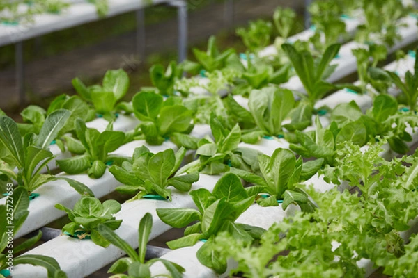 Fototapeta hydroponic vegetable farm system