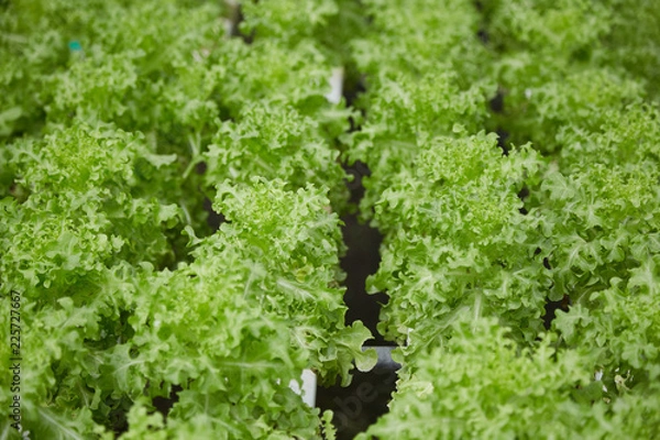 Fototapeta hydroponic vegetable farm system