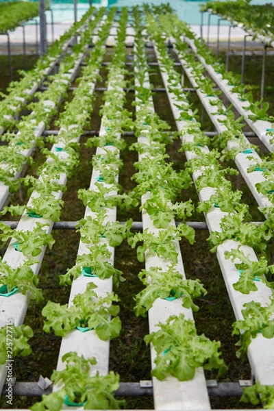 Fototapeta hydroponic vegetable farm system
