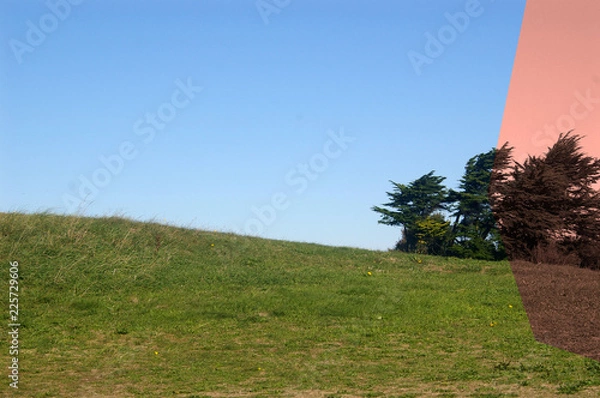 Fototapeta Partly coloured field and tree