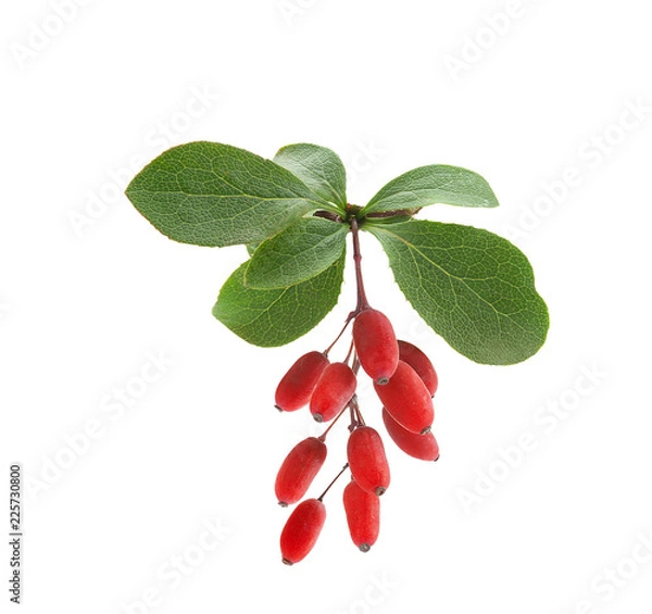Obraz Branch of barberry