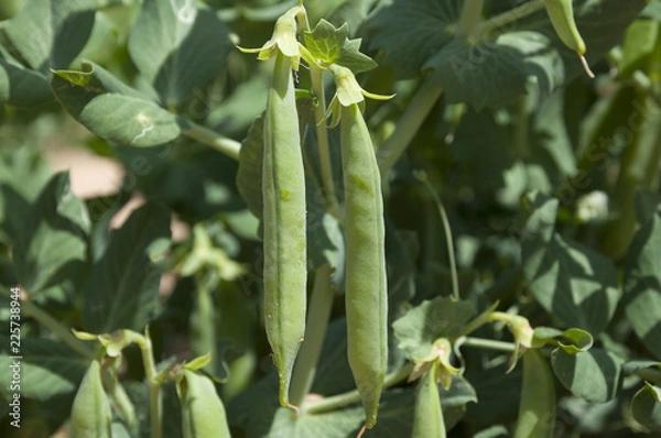 Fototapeta Peas field