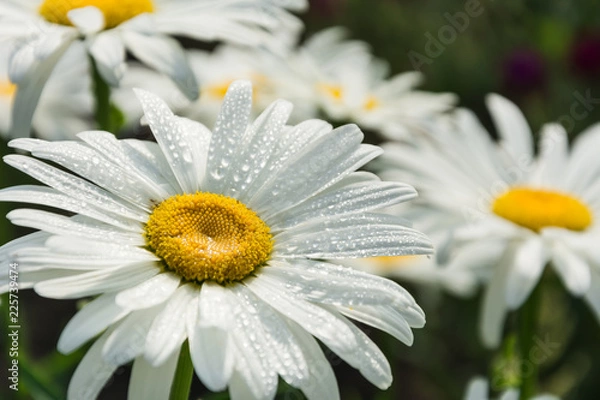 Obraz Blooming chamomile in the garden