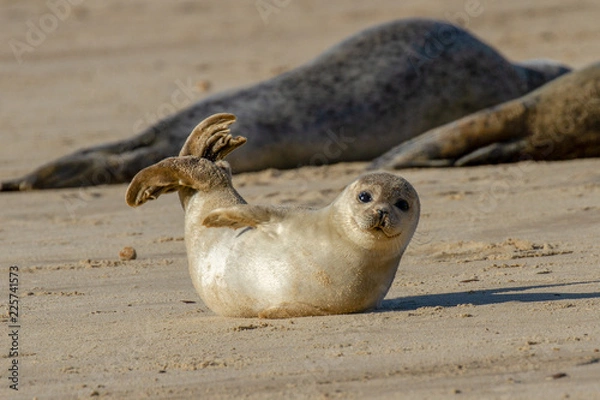 Fototapeta Seal pup on the beach as part of the seal colony at Horsey, Norfolk