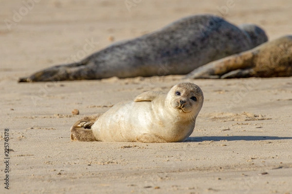 Fototapeta Seal pup on the beach as part of the seal colony at Horsey, Norfolk