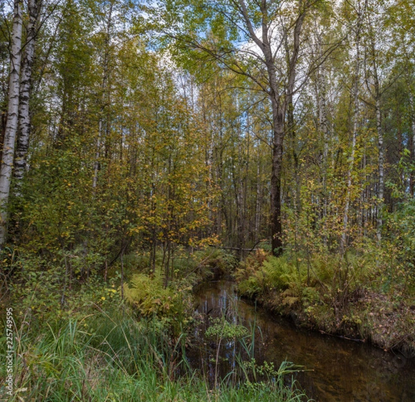 Obraz forest stream in early autumn