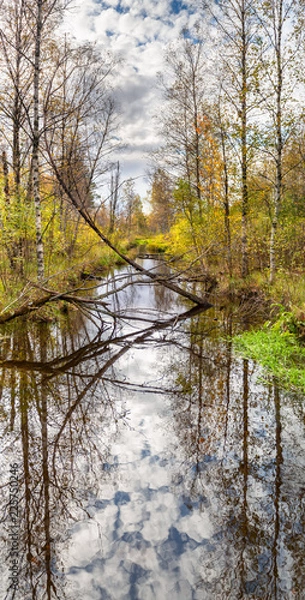 Obraz forest stream in early autumn