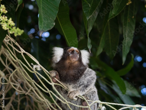 Fototapeta Wild Monkey