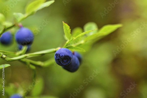 Fototapeta blueberries on a branch on a blured background