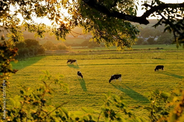 Obraz Herd of cows grazing at sunset on the farmland in Axe Valley, Devon