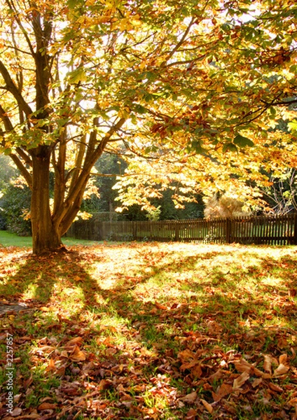 Obraz drzewa i liście