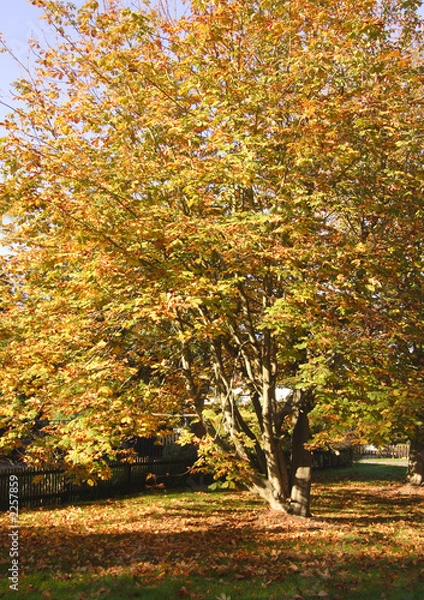 Fototapeta trees and leaves