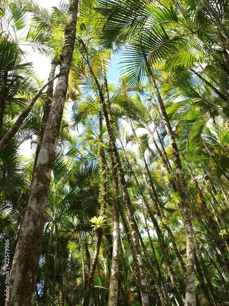 Fototapeta Tropiques