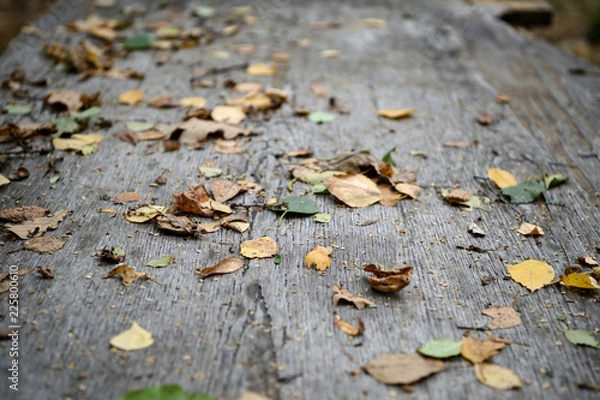 Fototapeta Dry leaves on the surface of an old wooden table in the forest