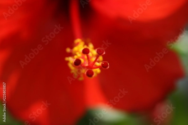 Fototapeta red flower