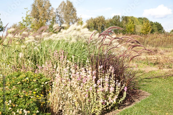 Obraz Byliny i trawy