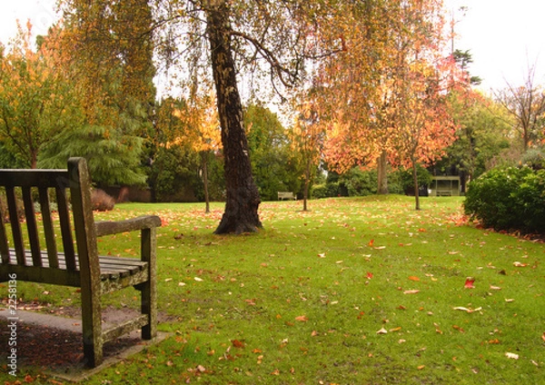 Obraz trees and leaves