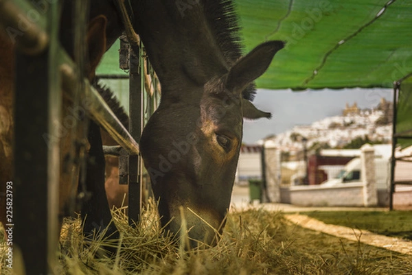Obraz Feria del Ganado