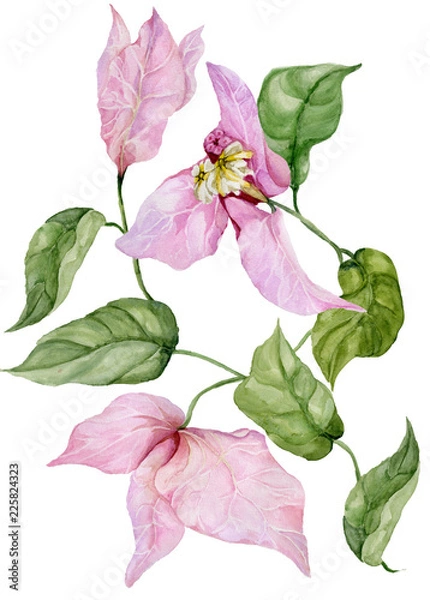 Fototapeta Beautiful bougainvillea flowers on a twig with green leaves. Isolated on white background. Watercolor painting.