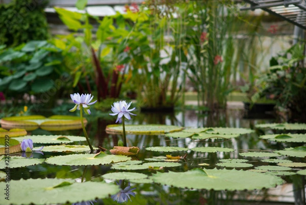 Fototapeta pale lily in orangery