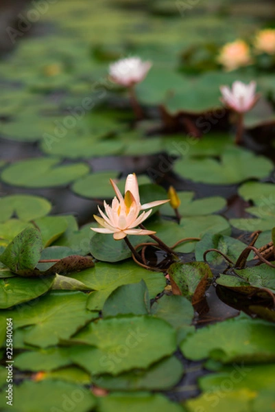 Fototapeta pale lily in orangery