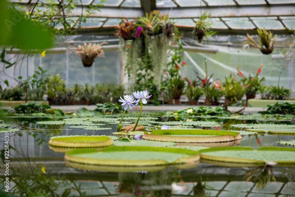 Fototapeta pale lily in orangery