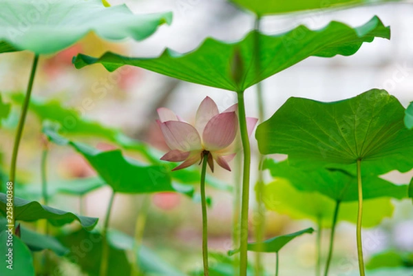 Fototapeta pale lily in orangery