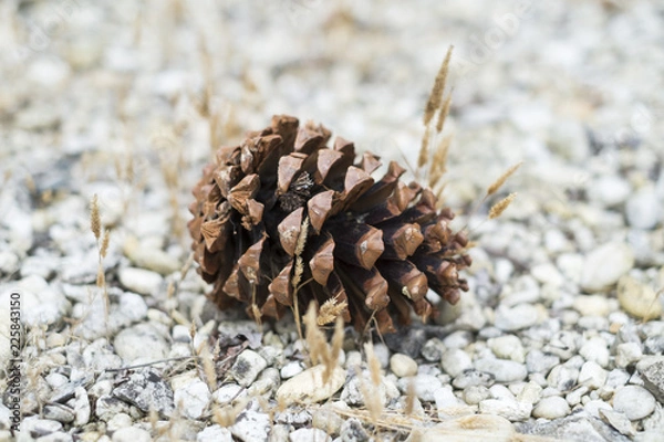 Fototapeta pine cone on the ground in the garden