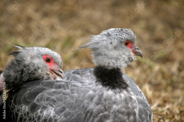 Obraz beautiful birds
