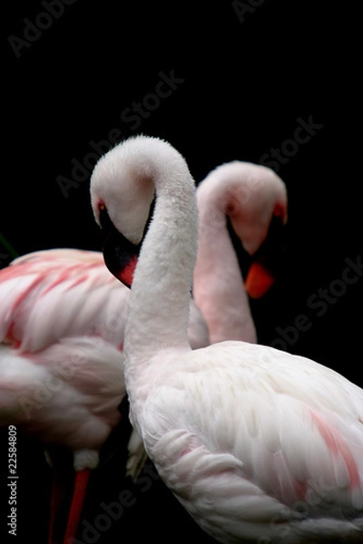 Obraz beautiful flamingo portrait