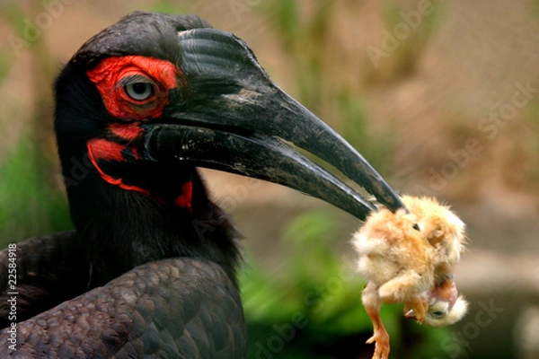 Obraz black bird eating a small bird