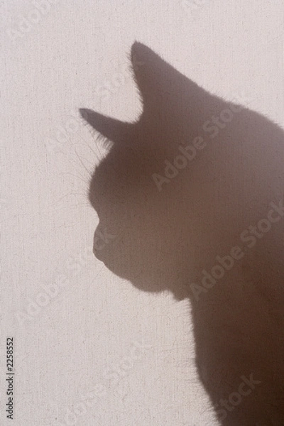 Obraz silhouetted cat