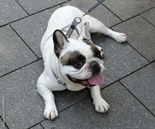Obraz французский бульдог лежит на тротуаре