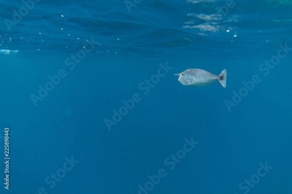 Obraz Isolated single fish in ocean
