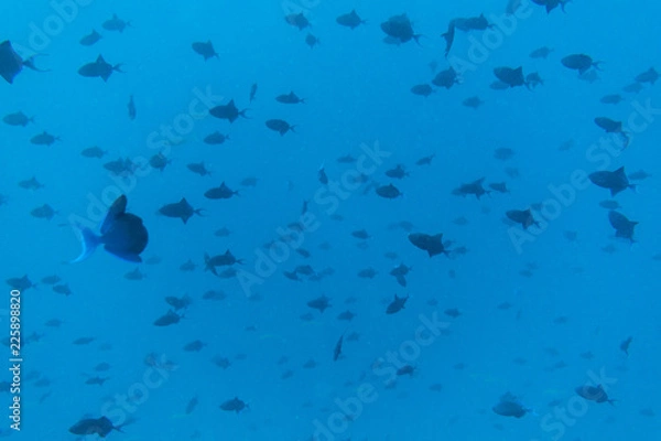 Obraz Many redtoothed triggerfish