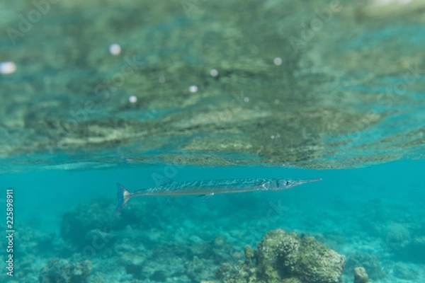 Obraz Long and thin fish below surface in shallow water