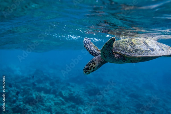 Obraz Turtle after taking a breath