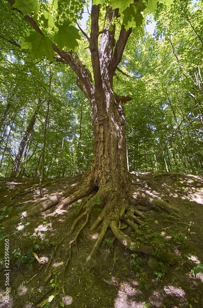 Obraz Tree and roots 001