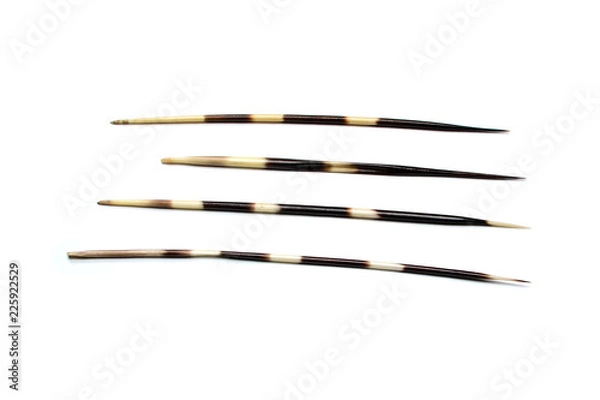 Fototapeta Four porcupines quills or spines, isolated on white background.
