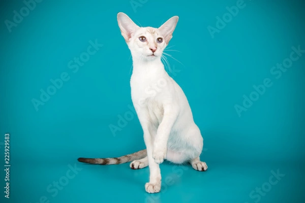Obraz Siamese cat on colored backgrounds