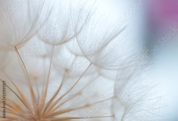 Fototapeta Pusteblume