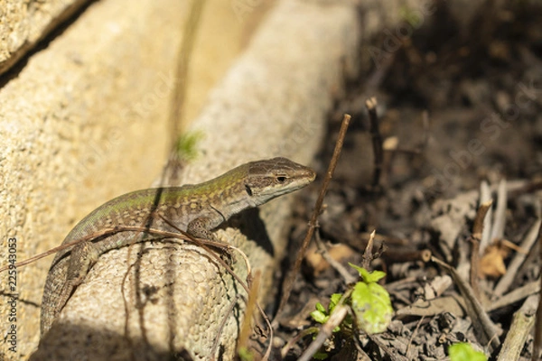 Fototapeta Lucertola