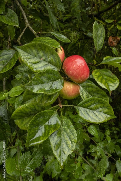 Fototapeta Red apples hanging on a branch