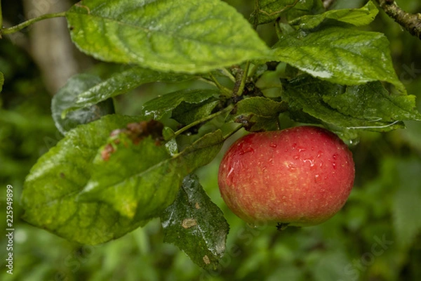 Obraz Red apple hanging on a branch