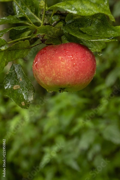 Obraz Red apple hanging on a branch