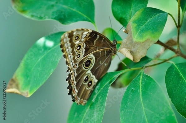 Obraz butterfly