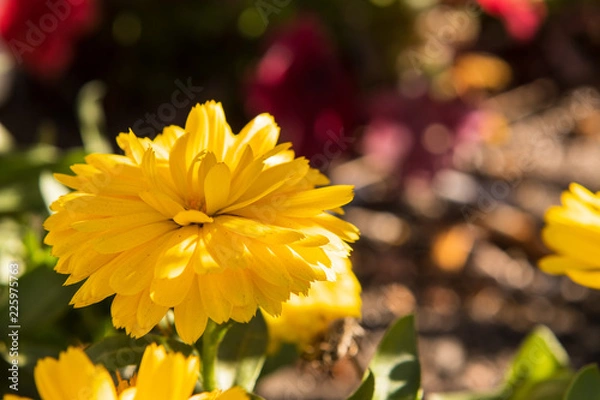 Obraz Flower and bokeh