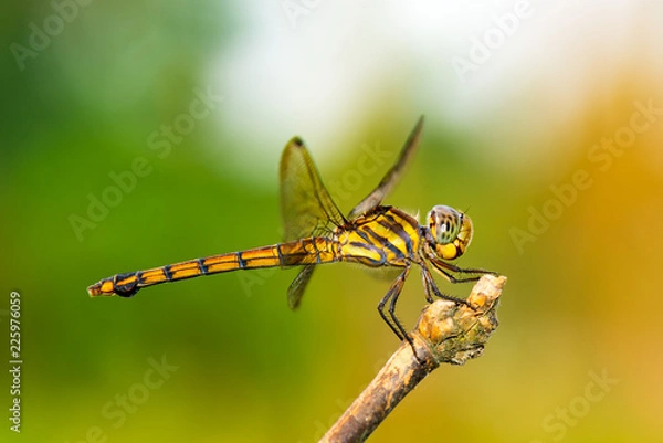 Obraz Dragon Fly